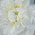 Biały  - Róża damasceńska - Botzaris